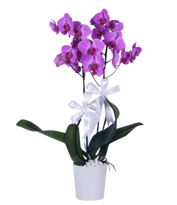 Double Purple Orchid