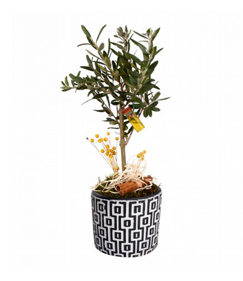 Bonsai Olive Tree in a Patterned Pot