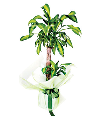 Yucca Massengena 2 Rooted