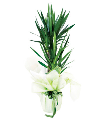 Yucca Dracaena 2 Rooted
