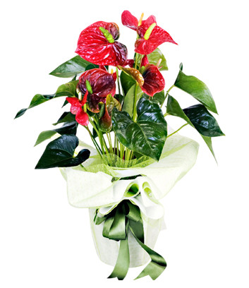 Red Anthurium in a Pot