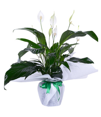 Spathiphyllum Peace Lily
