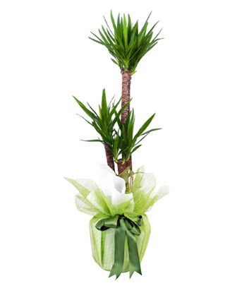 3-stem Yucca Flower