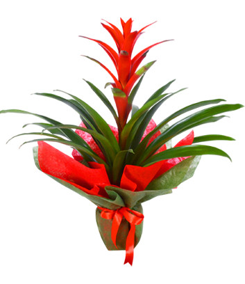Red Guzmania