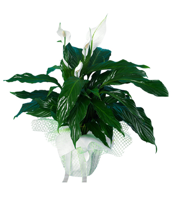 White Spathiphyllum Flower