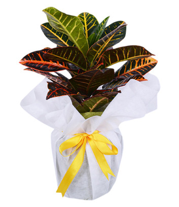 Croton Flower