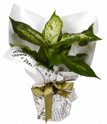 Dieffenbachia Flower