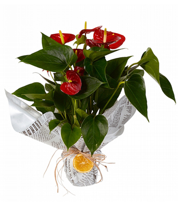 Anthurium Flower
