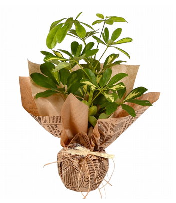 Schefflera Plant