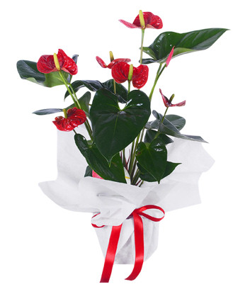 Anthurium Plant