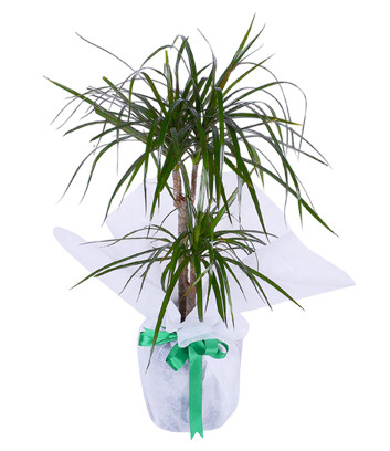 2 Rooted Marginata Dracaena
