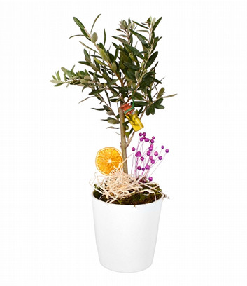Bonsai Olive Tree in Ceramic
