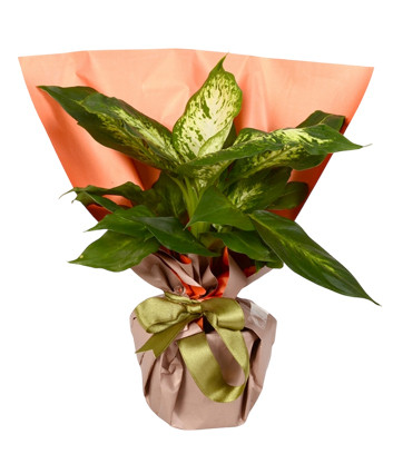 Houseplant Dieffenbachia Plant