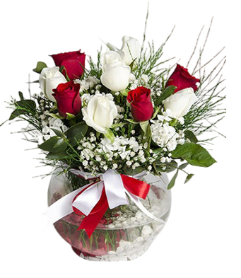 Red and White Roses