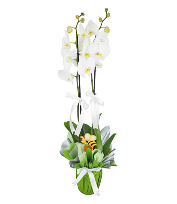 Two-Stem White Orchid