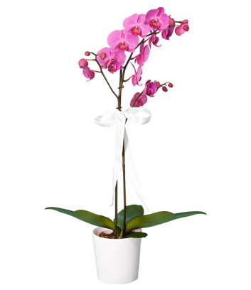 Double Pink Orchid