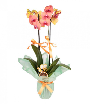 Double Orange Orchid