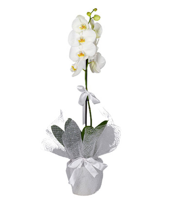 Single White Orchid