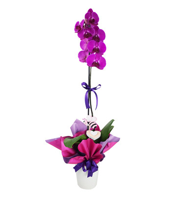 Single Fuchsia Orchid
