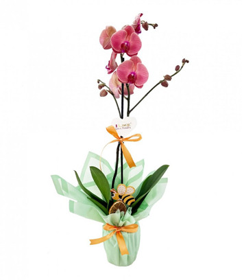 Single Stem Orange Orchid