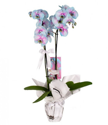 Wonder Blue Pink Orchid