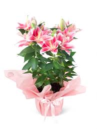pink lily