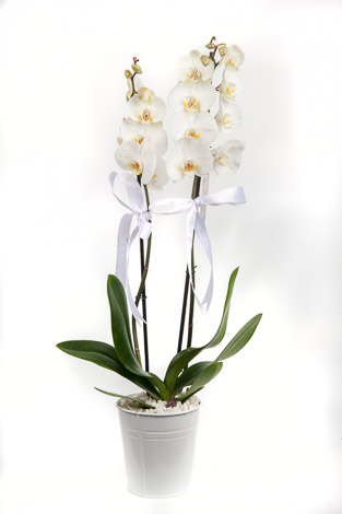 Double White Orchids in Jardin Vase