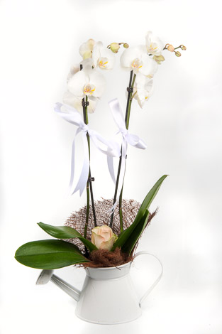 Double White Orchids in Pot