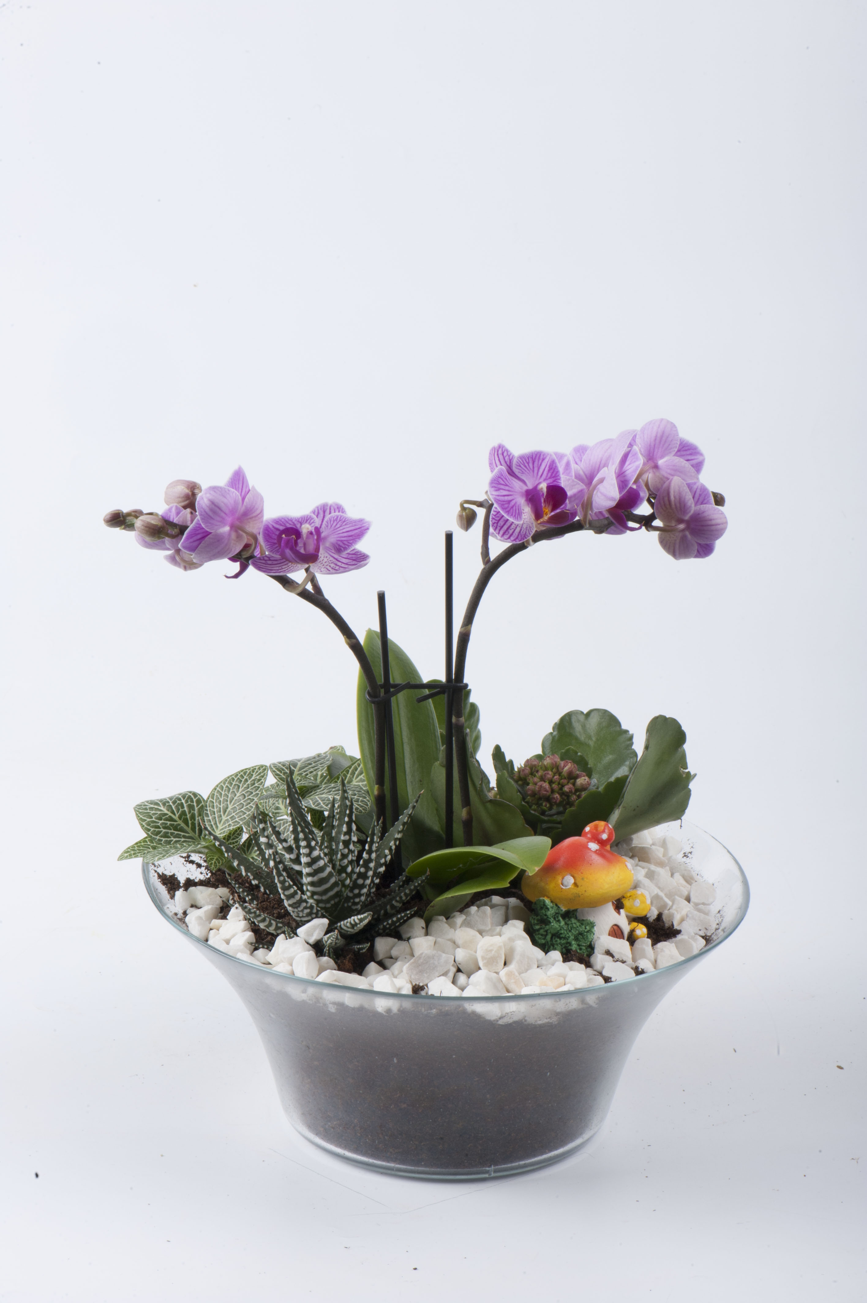 Mini Orchids