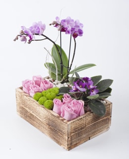 Mini Orchid in Wood Box